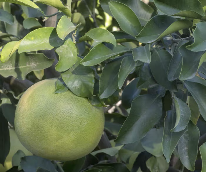Kao Nun Pummelo Budwood citrus plant material online shopping