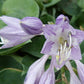 Blue Monday Hosta Plants online shopping