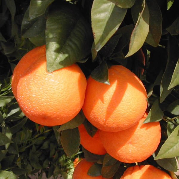 Thermal Tarocco Blood Orange Budwood citrus plant material online shopping
