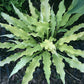 Wiggles And Squiggles Hosta Plants online shopping