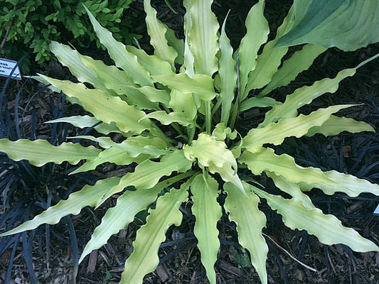 Wiggles And Squiggles Hosta Plants online shopping