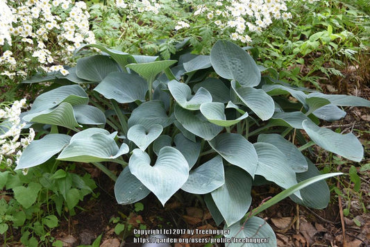 Azure Cherub Hosta Plants online shopping