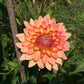Touche’ Dahlia Plants online shopping