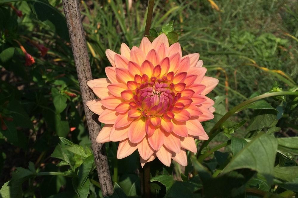 Touche’ Dahlia Plants online shopping