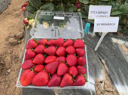 Monarch Short Day Strawberry