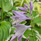 Miss Mitzi Hosta Plants online shopping