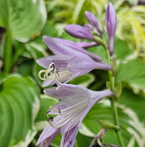 Miss Mitzi Hosta Plants online shopping