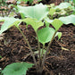 Kent Falls Hosta Plants online shopping