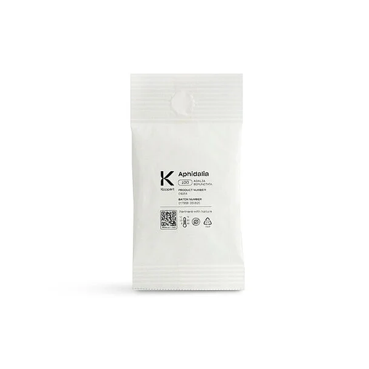 Aphidalia Predatory Beetle