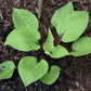 Ruby Earings Hosta Plants online shopping