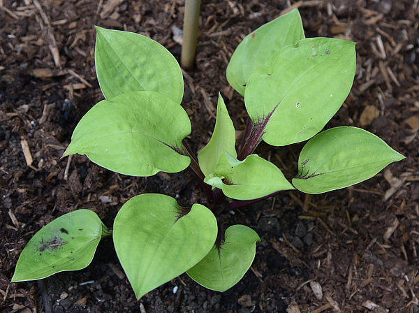 Ruby Earings Hosta Plants online shopping