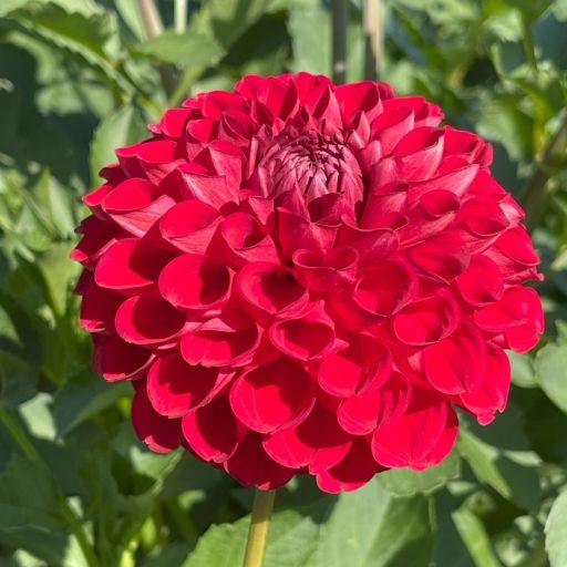 Swiftie Dahlia