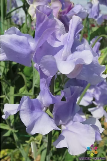 Peter George Wale Sweet Pea seeds online shopping