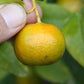 Suenkat Mandarin Seed citrus plant material online shopping