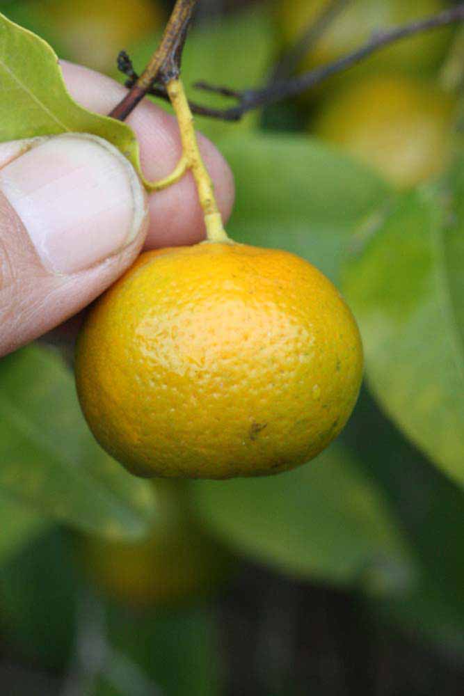 Suenkat Mandarin Seed citrus plant material online shopping
