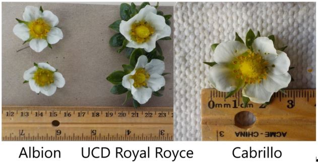 Royal Royce Day Neutral Strawberry