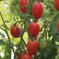 Sweet Hearts Grape Tomato