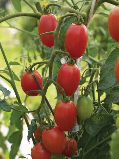 Sweet Hearts Grape Tomato