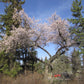 Capilano Sweet Freestone Apricot Self Fertile Hardy Tree Spring Blooming