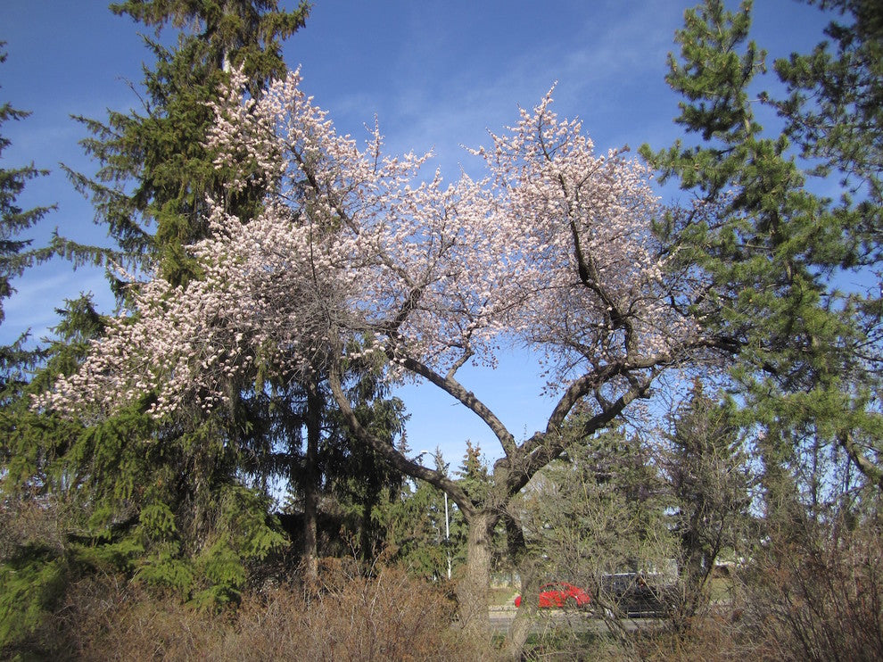 Capilano Sweet Freestone Apricot Self Fertile Hardy Tree Spring Blooming