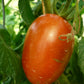 La Roma Tomato