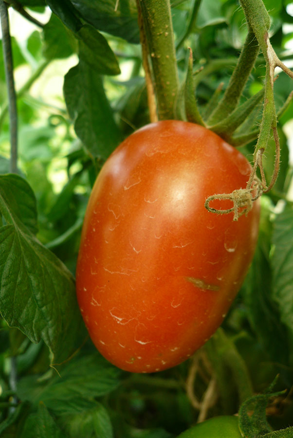 La Roma Tomato