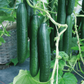 Vista F1 Cucumber