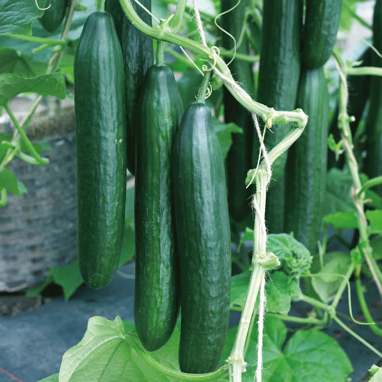 Vista F1 Cucumber