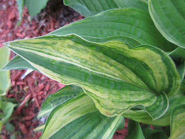 Grateful Red Hosta Plants online shopping