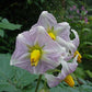 Désirée Heirloom Seed Potato online shopping
