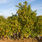 Washington Sanguine Blood Orange Budwood citrus plant material online shopping