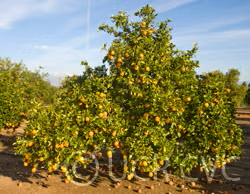 Washington Sanguine Blood Orange Budwood citrus plant material online shopping