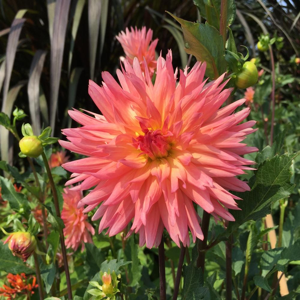 Brookside Cheri Dahlia