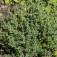 Thyme - Thym