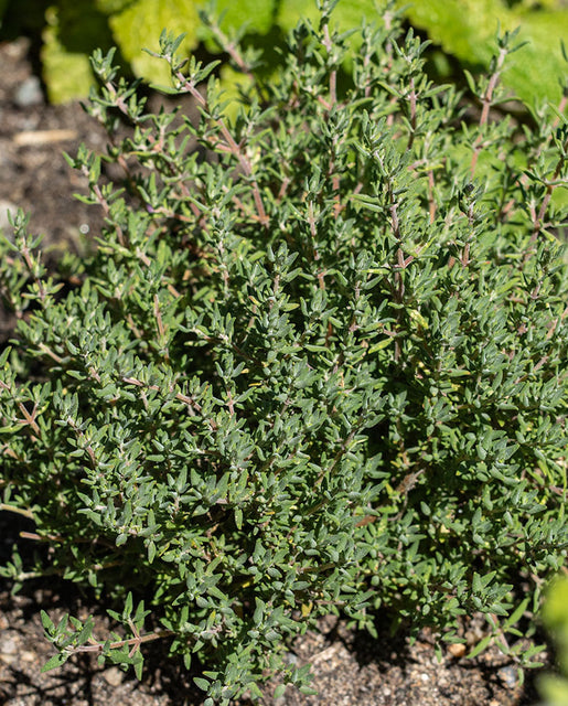 Thyme - Thym