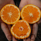 Clausellina Satsuma Mandarin Budwood citrus plant material online shopping