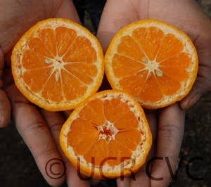 Clausellina Satsuma Mandarin Budwood citrus plant material online shopping