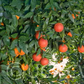 Thermal Tarocco Blood Orange Budwood citrus plant material online shopping