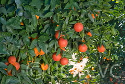 Thermal Tarocco Blood Orange Budwood citrus plant material online shopping