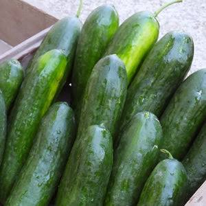 Mercury F1 Cucumber Seeds online shopping