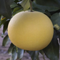 Kao Nun Pummelo Budwood citrus plant material online shopping