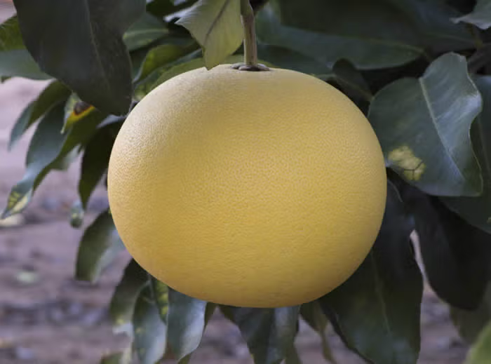 Kao Nun Pummelo Budwood citrus plant material online shopping