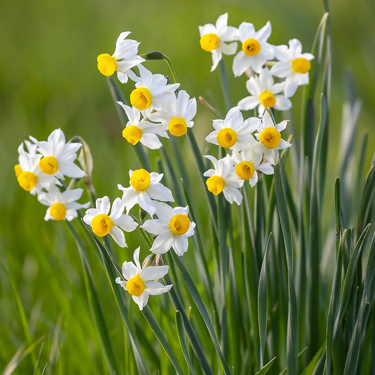 Canaliculatus Narcissus Bulbs