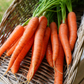 Narvik F1 Carrot