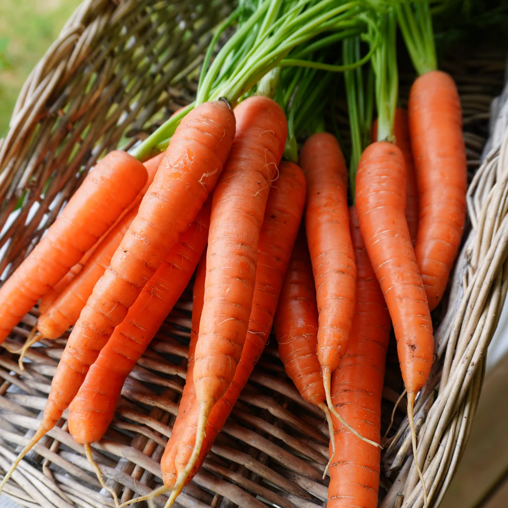 Narvik F1 Carrot