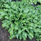 Raspberry Sorbet Hosta Plants online shopping