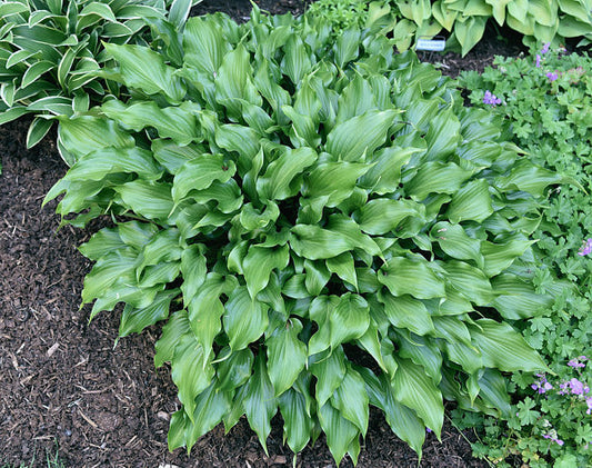 Raspberry Sorbet Hosta Plants online shopping