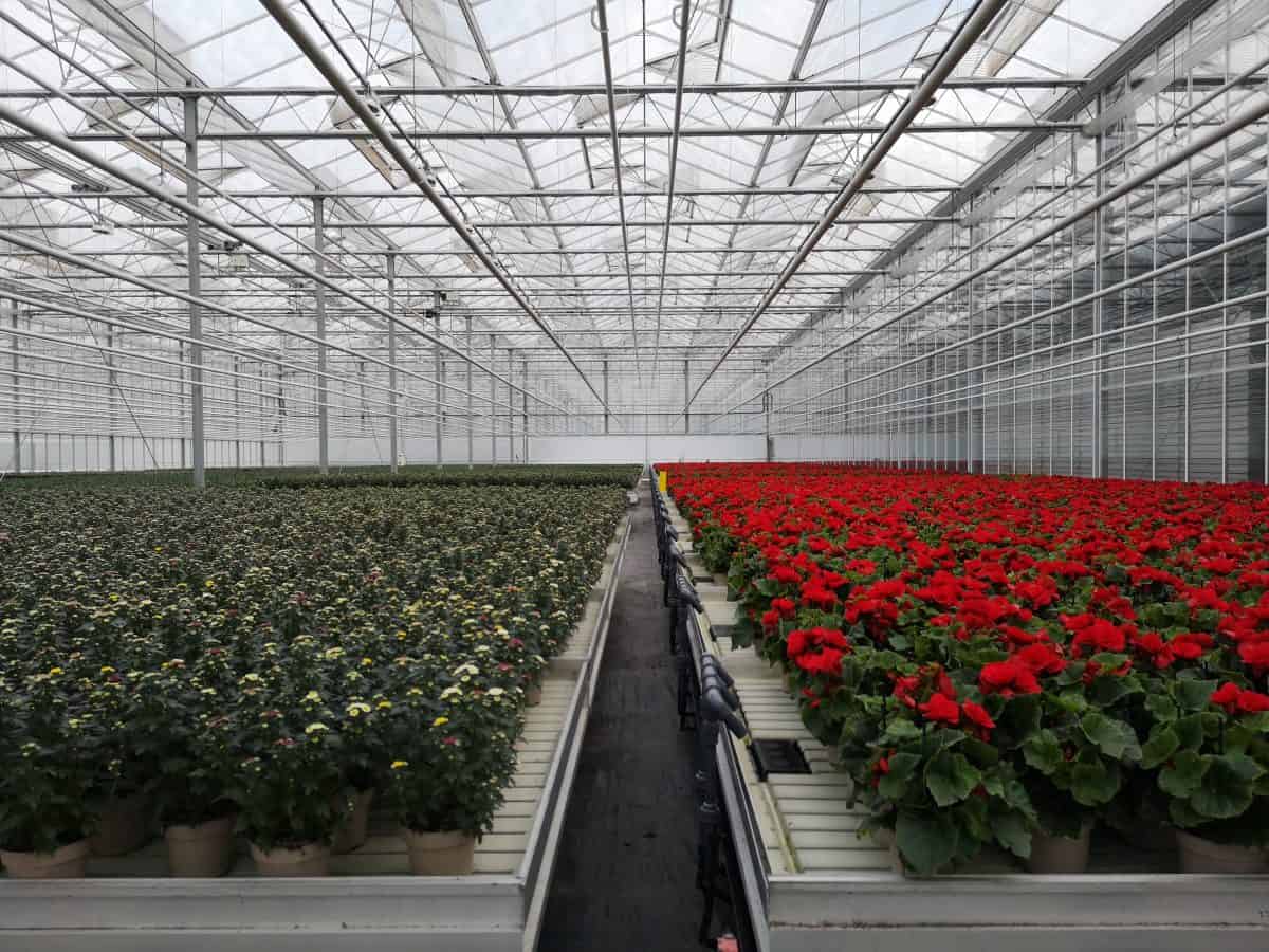 Active Aqua 4' Wide Infinity Tray  Ebb and Flow Flood Table