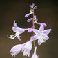 Purple And Gold Hosta Plants online shopping