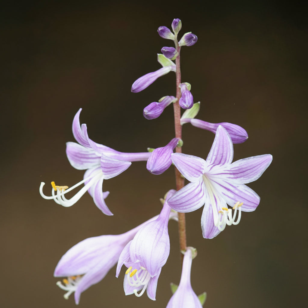 Purple And Gold Hosta Plants online shopping